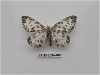 藏品(尺蛾109)的圖片